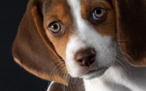 Um beagle com olhar expressivo